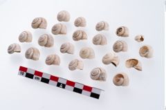 Foto von Schneckengehäuse (NHMW-PRAE-003415)